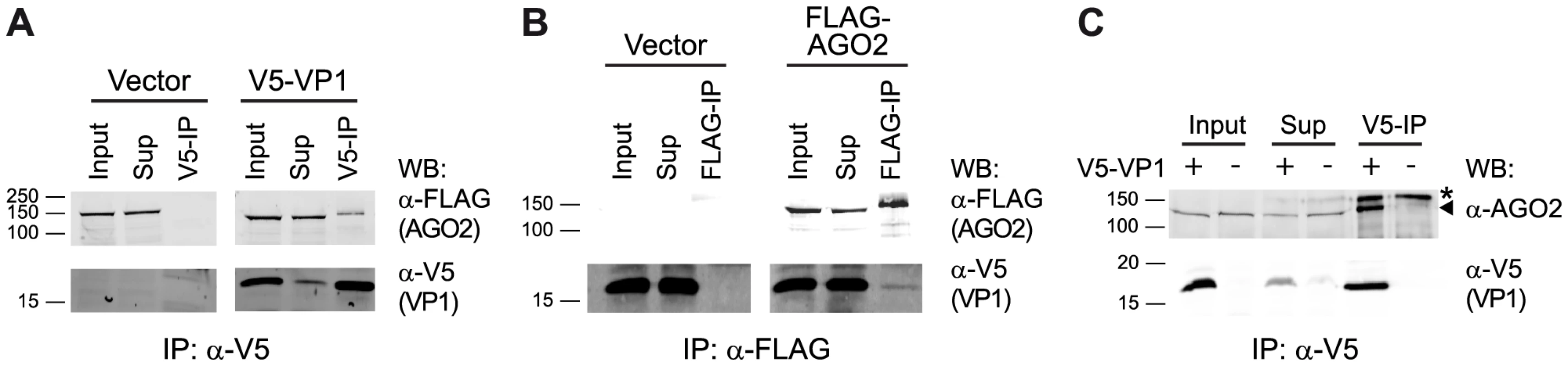 DmelNV VP1 interacts with Dmel AGO2 in S2 cells.