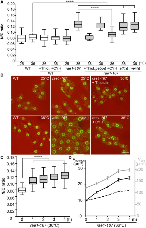 N/C ratio of <i>rae1-167</i> mutant cells.