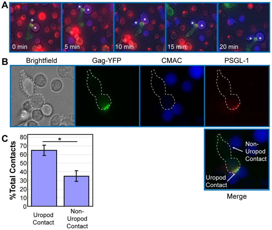 Infected polarized T cells form contacts with target cells via their uropods.