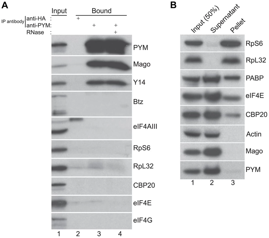 Endogenous <i>Dm</i>PYM interacts with Y14 and Mago but not with ribosomes.