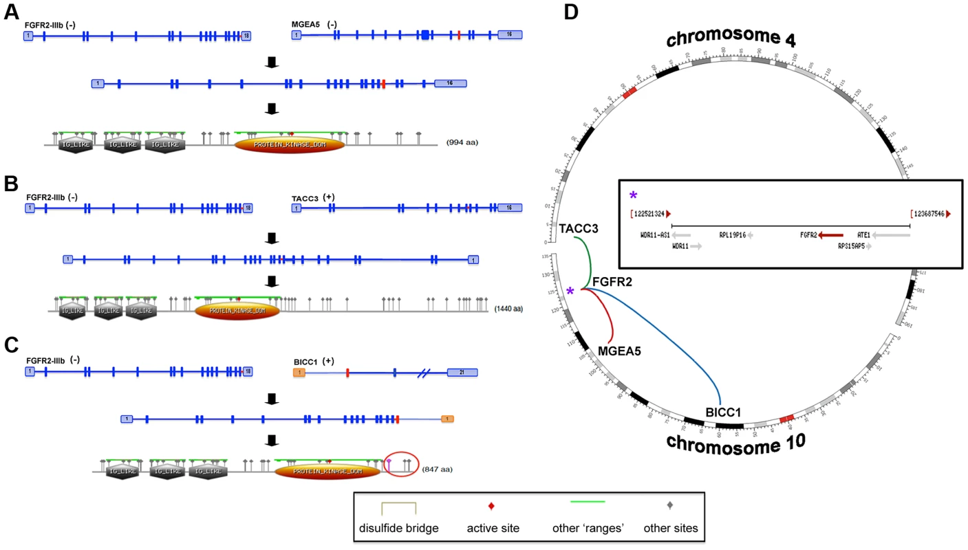 <i>FGFR2-IIIb</i> fusion events.