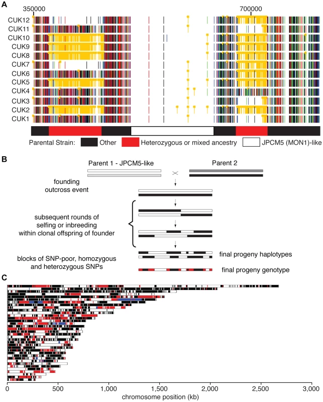 Genome-wide patterns of polymorphism and divergence show patchy heterozygosity symptomatic of hybrid ancestry.