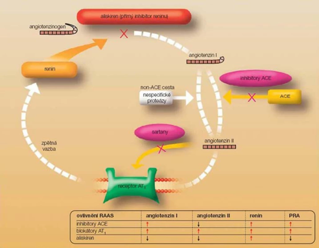 Efekt ACE inhibitorů, blokátorů AT1 a přímého inhibitoru lidského reninu (aliskiren) na komponenty renin-angiotenzin-aldosteronového systému (RAAS). Použito s laskavým svolením autorů článku: Souček M, Fráňa P, Plachý M, Řiháček I. Aliskiren. Remedia 2008; 18: 266–272
Fig. 3. Effects of ACE inhibitor, AT1 blockers and direct human renin inhibitor (aliskiren) on components of the renin-anigotensin-aldosterone system (RAAS). With kind permission of the article authors: Souček M, Fráňa P, Plachý M, Řiháček I. Aliskiren. Remedia 2008; 18: 266–272