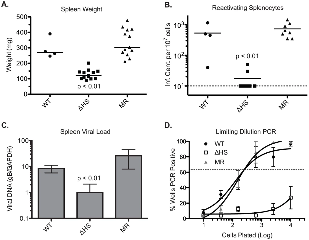 MHV68.ΔHS is attenuated for latency establishment.