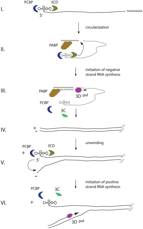 An integrated model for enterovirus replication.