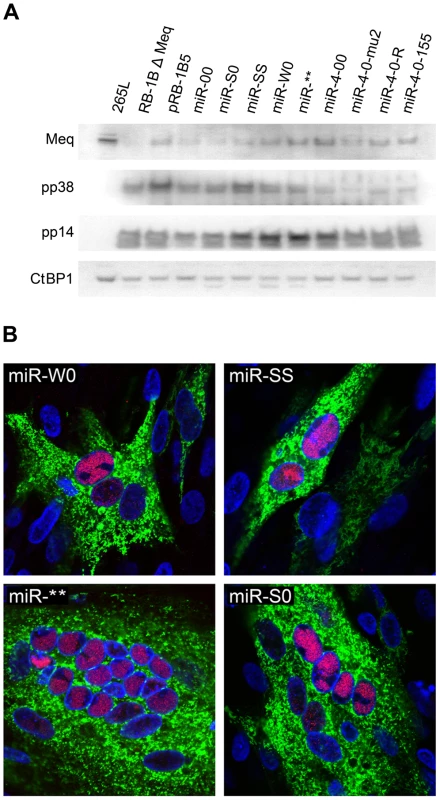 Expression of viral proteins by the mutant viruses.