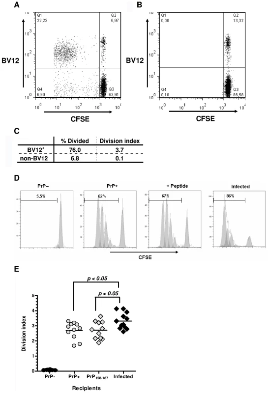 In vivo proliferation of CD4<sup>+</sup> BV12<sup>+</sup> cells.