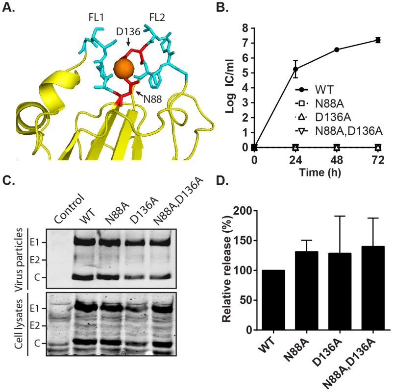 Effect of mutation of the RuV E1 Ca<sup>2+</sup>-coordinating residues on virus replication.