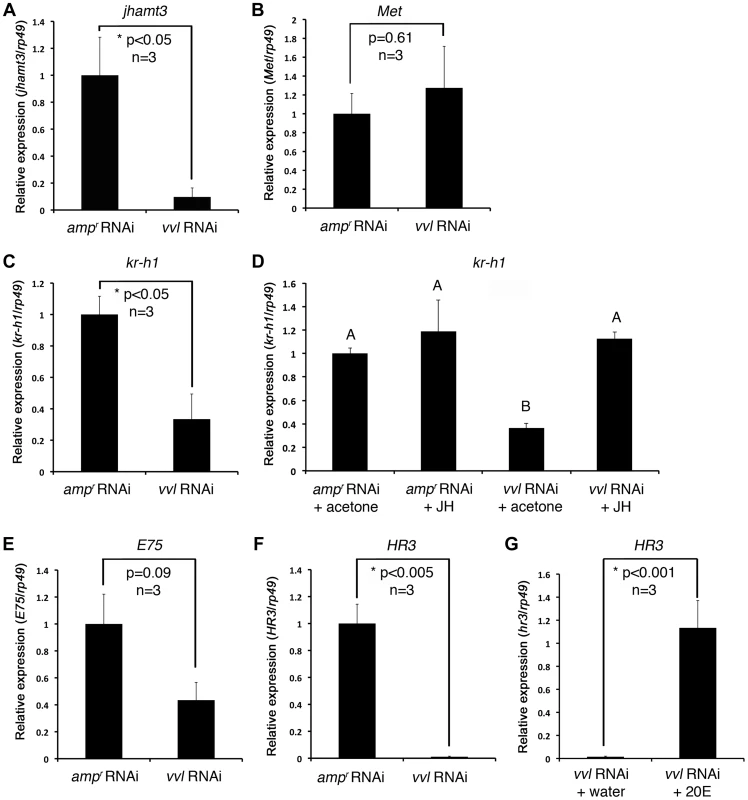 Effect of <i>vvl</i> knockdown on genes involved in JH and ecdysone signaling.