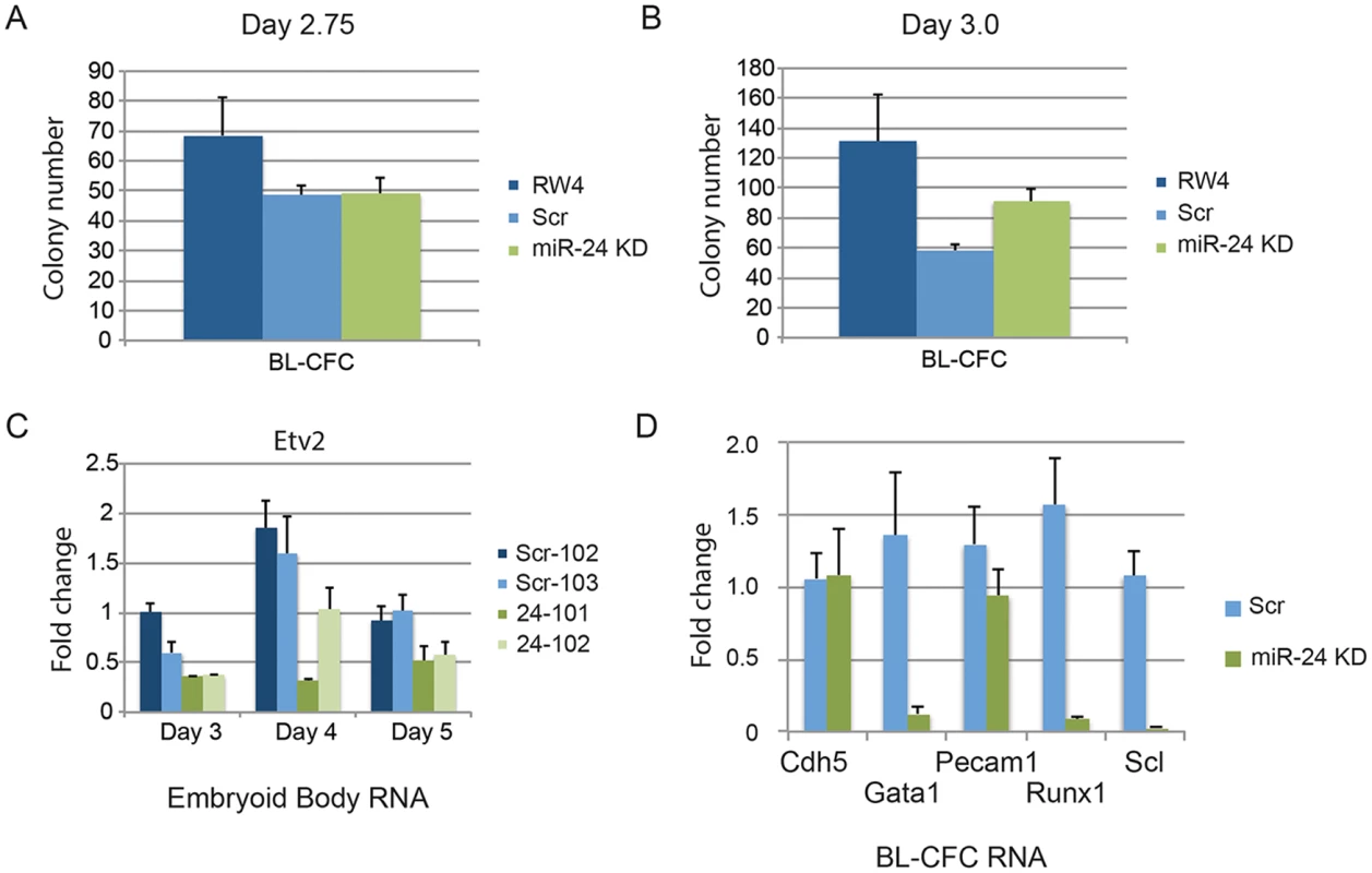 BL-CFCs develop from EBs with antagonized miR-24.
