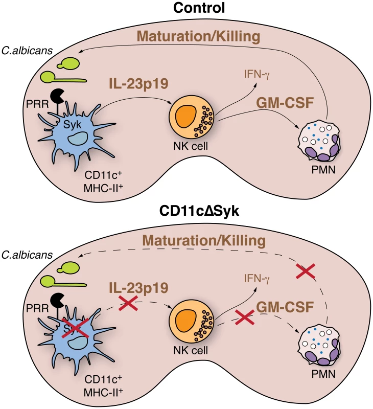 Model for Syk-mediated recognition of fungal particles by DCs in control of systemic candidiasis.