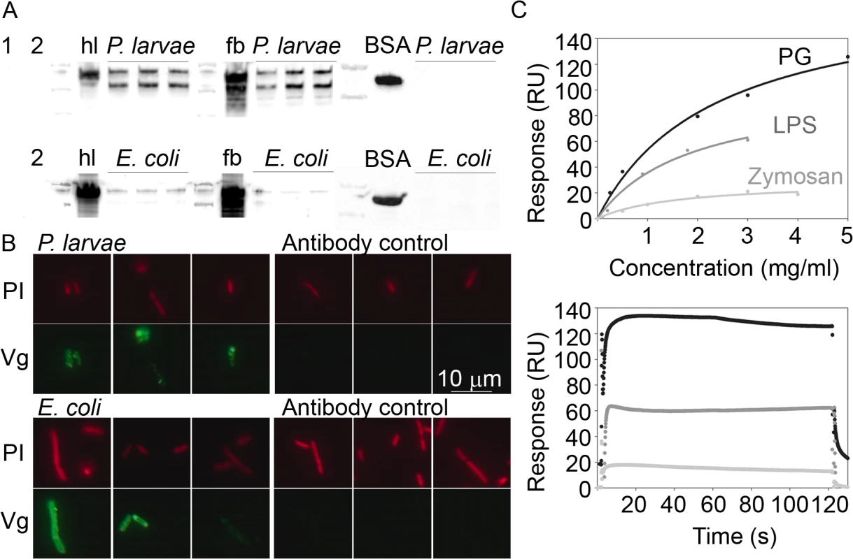 Honey bee Vg binding to bacteria was tested by western blotting (A) and microscopy (B).