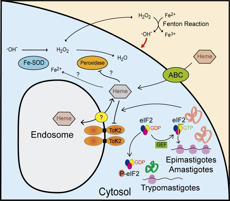 Model of the proposed actions of TcK2 in response to heme during growth and differentiation of <i>T. cruzi</i>.