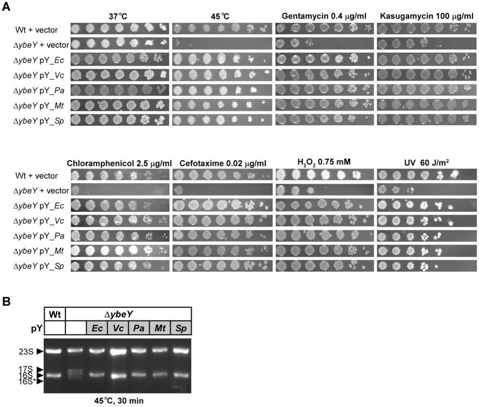 Complementation of <i>E. coli</i> Δ<i>ybeY</i> by <i>ybeY</i> of various pathogens.