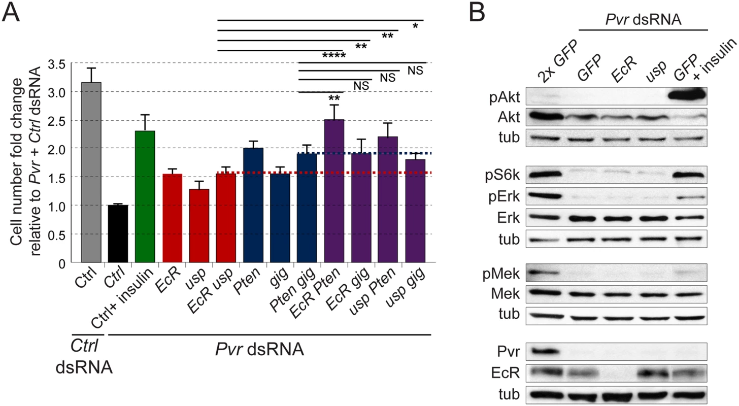 Crosstalk between RTK and EcR signaling.