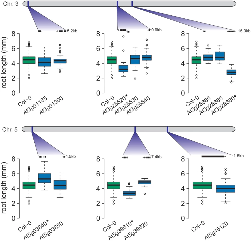 Four candidate genes exhibit altered root growth in T-DNA insertion lines.