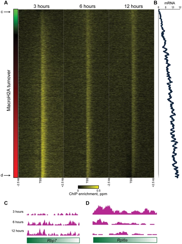 Promoter MacroH2A2 dynamics correlate with transcription.