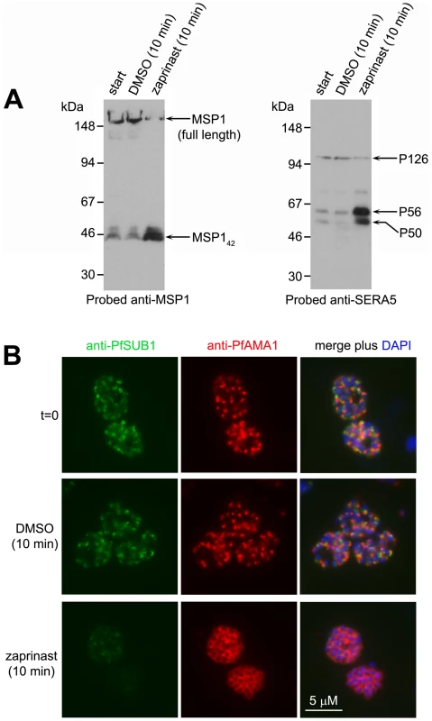 Zaprinast induces rapid discharge of exonemes and micronemes.