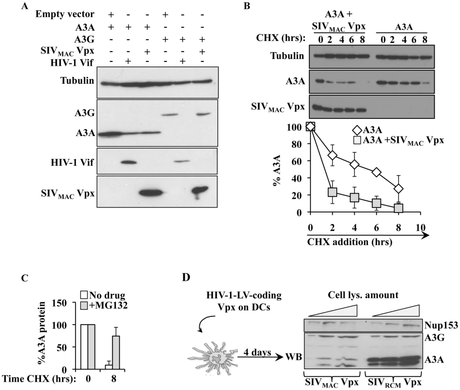 SIV<sub>MAC</sub> Vpx degrades A3A but not A3G in both HeLa cells and DCs.