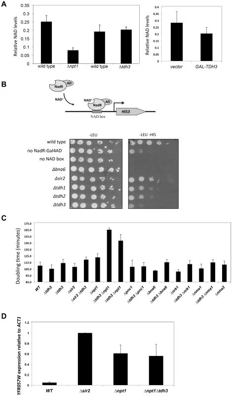 Tdh3 affects nuclear NAD<sup>+</sup> levels in yeast.