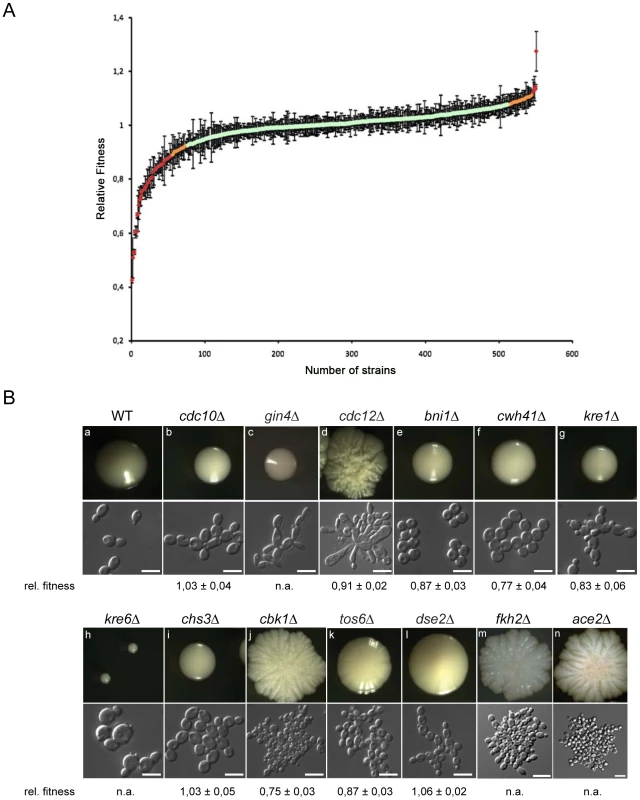 Relative fitness distribution and morphology of <i>C. glabrata</i> gene deletion strains.