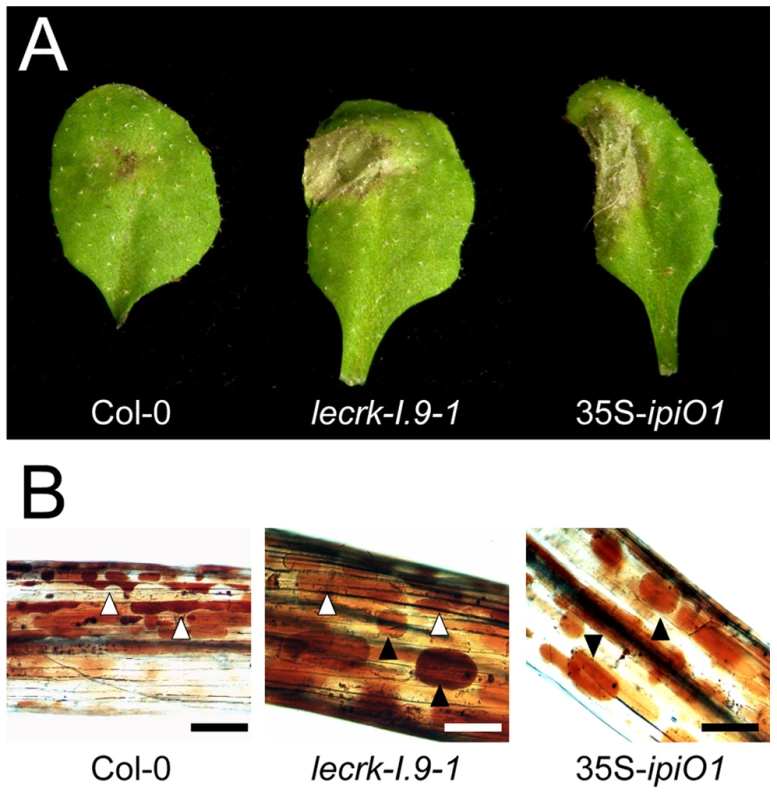 Arabidopsis <i>lecrk-I.9</i> and 35S-<i>ipiO1</i> lines are phenocopies.