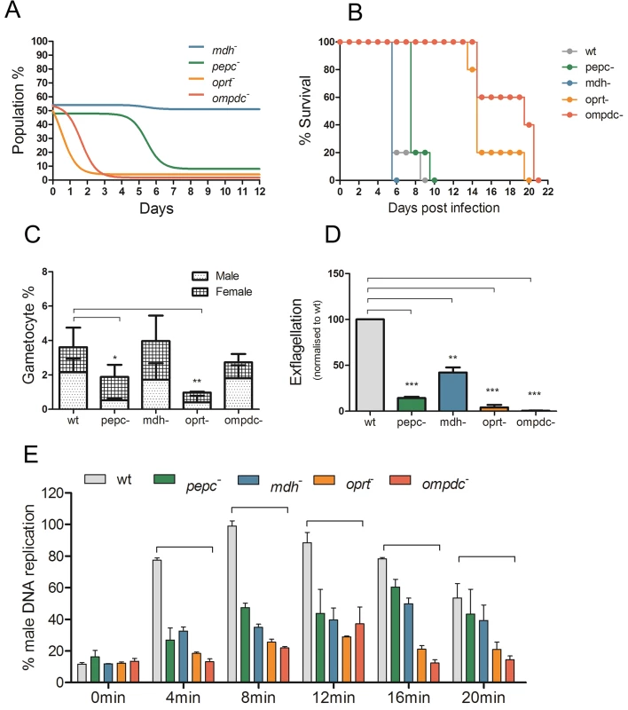 Phenotypic analyses of blood stage mutant <i>P</i>. <i>berghei</i> parasites.