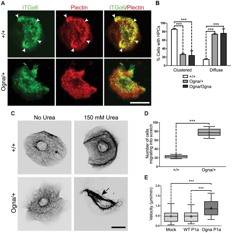 Compromised ex vivo formation and function of HPCs in Ogna keratinocytes.