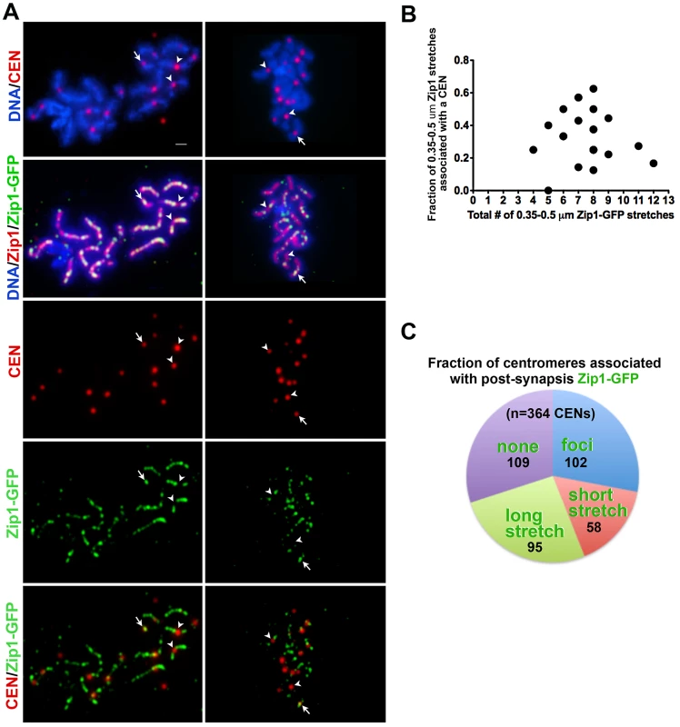 Sites of initial Zip1 entry into full-length SC exhibit no preference for centromere over chromosomal arm sites.