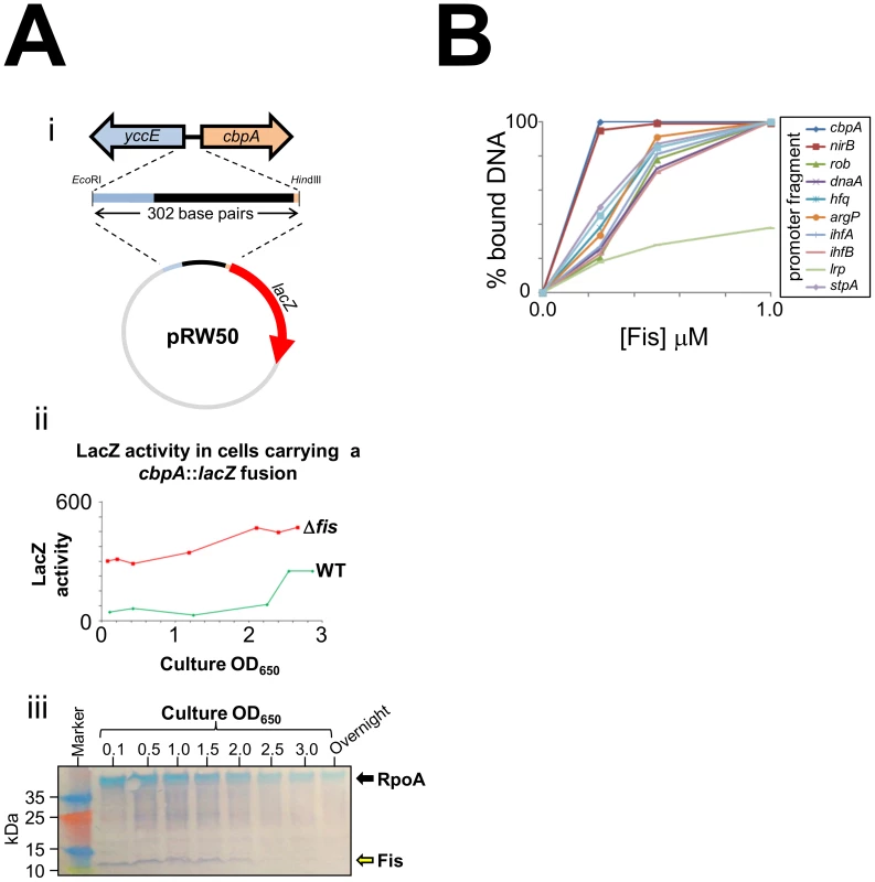 CbpA expression is uncoupled from growth-phase in a <i>fis</i> mutant.