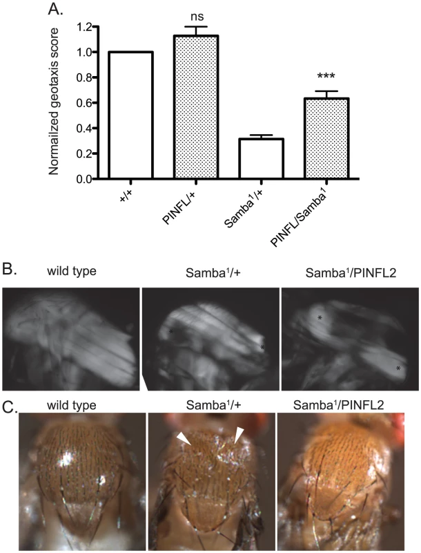 Increased expression of PINCH-Flag rescues geotaxis defects and thoracic indentation, but does not reverse hypercontraction of the IFM in the <i>Samba<sup>1</sup></i> mutant.