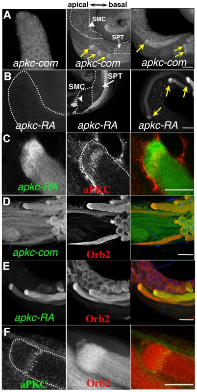Localized accumulation of <i>apkc</i> mRNA, aPKC and Orb2 protein.