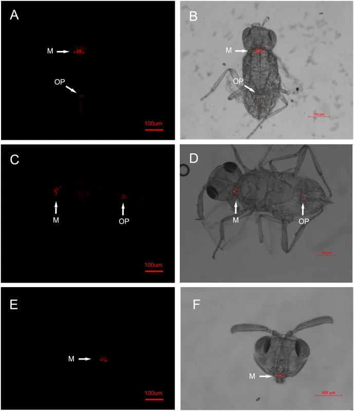 FISH detection of <i>Wolbachia</i> in adult <i>Eretmocerus</i> parasitoids.