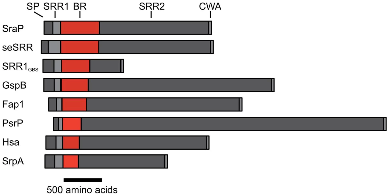 Schematic of the SRR adhesins.