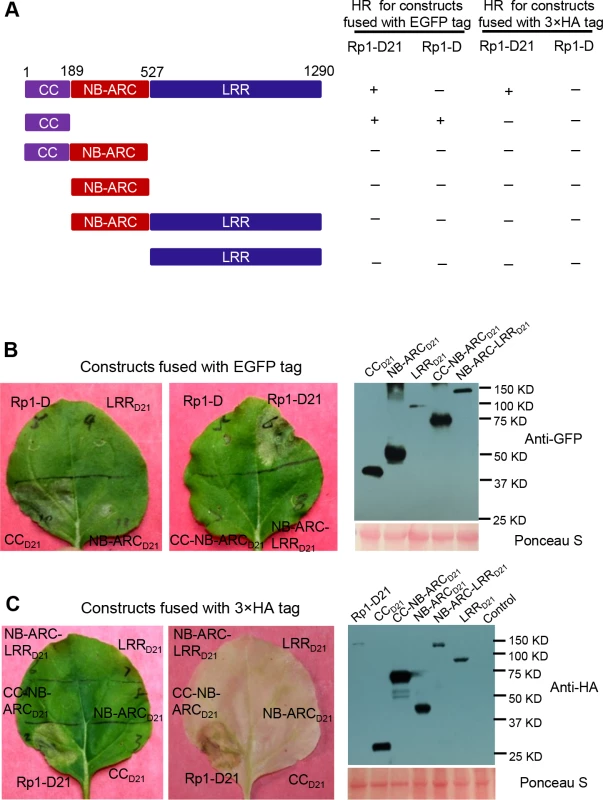 Investigating the functional domains of Rp1-D21 and Rp1-D to trigger a hypersensitive response (HR).
