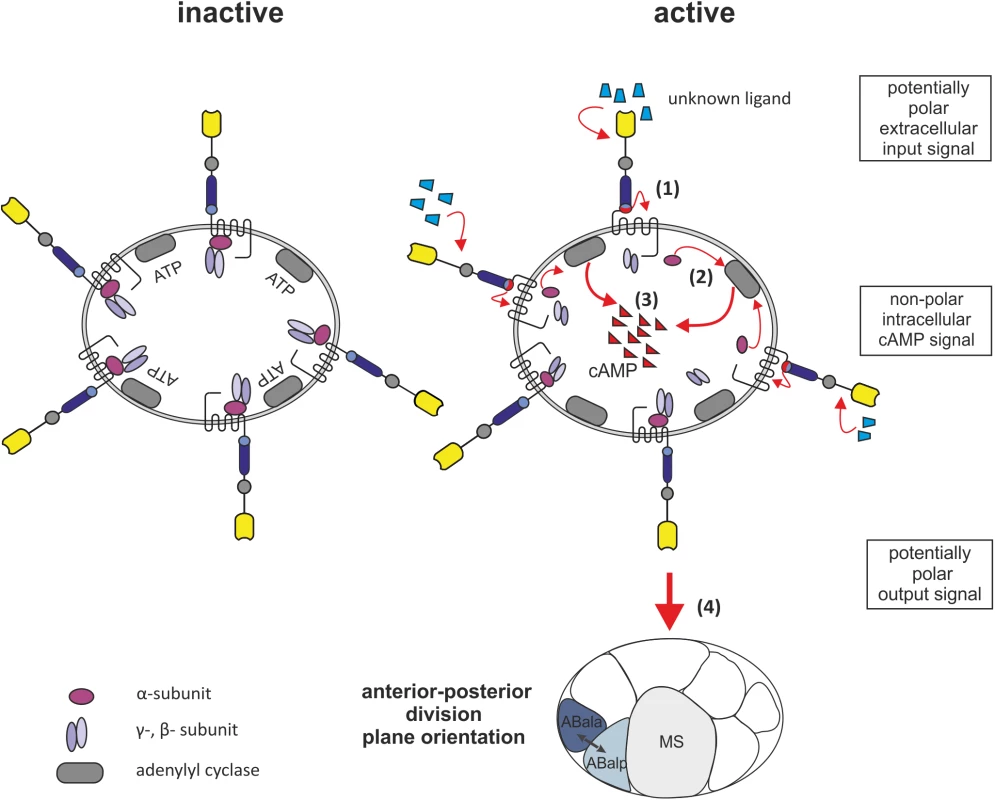 Model for LAT-1 signaling in the early embryo.