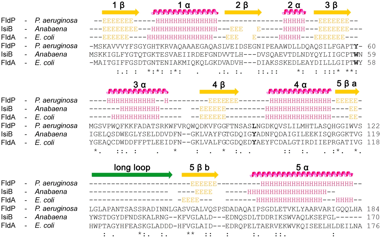Primary and secondary structures of FldP from <i>P. aeruginosa</i>.