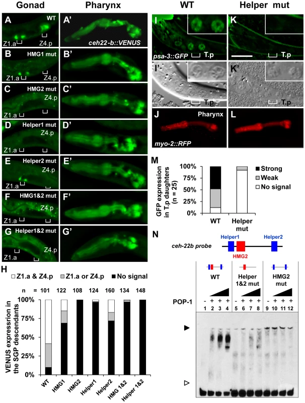 Helper sites are required for regulation of <i>ceh-22b</i> and <i>psa-3</i> WRE reporters.
