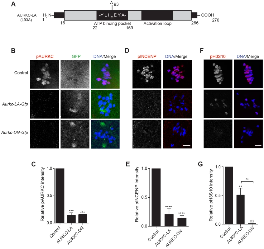 AURKC-LA and AURKC-DN are catalytically inactive.