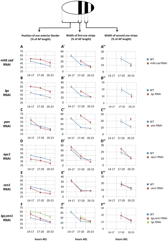Spatial characteristics of <i>Tc-eve</i> waves over time in WT and RNAi knockdowns.