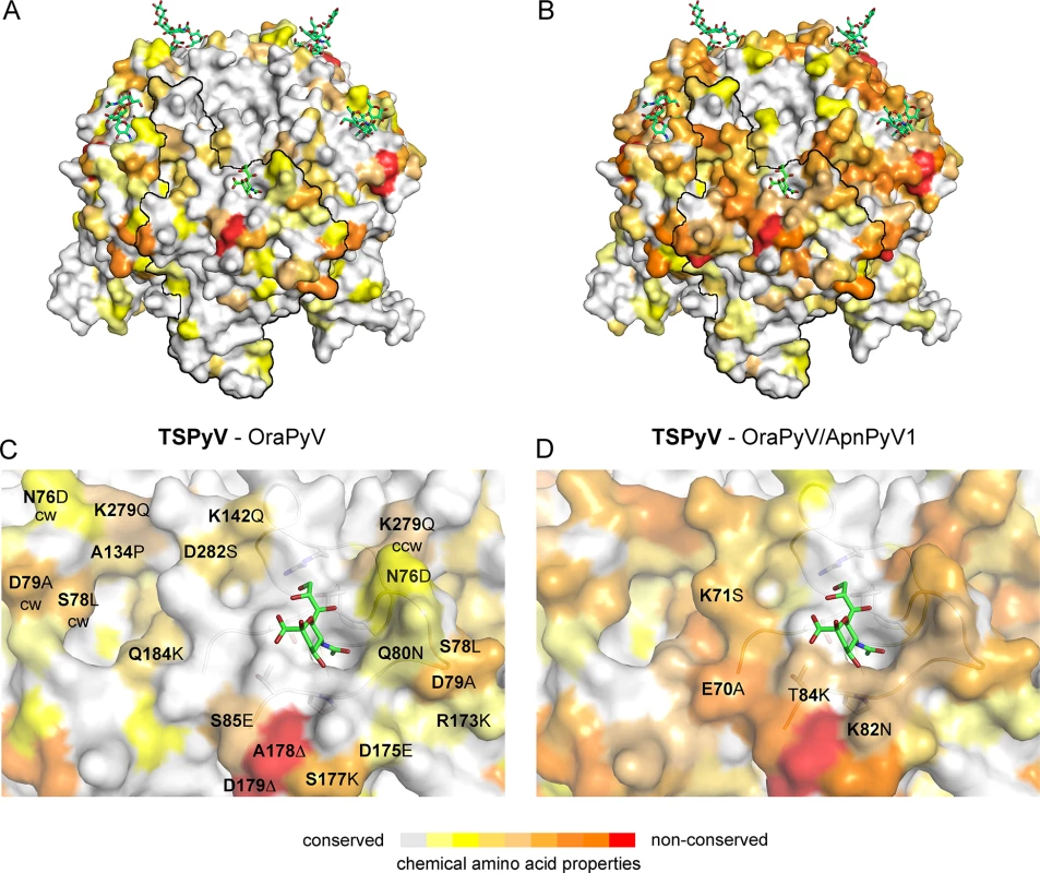 Conserved binding site for terminal Neu5Ac build up by the BC2-loop.