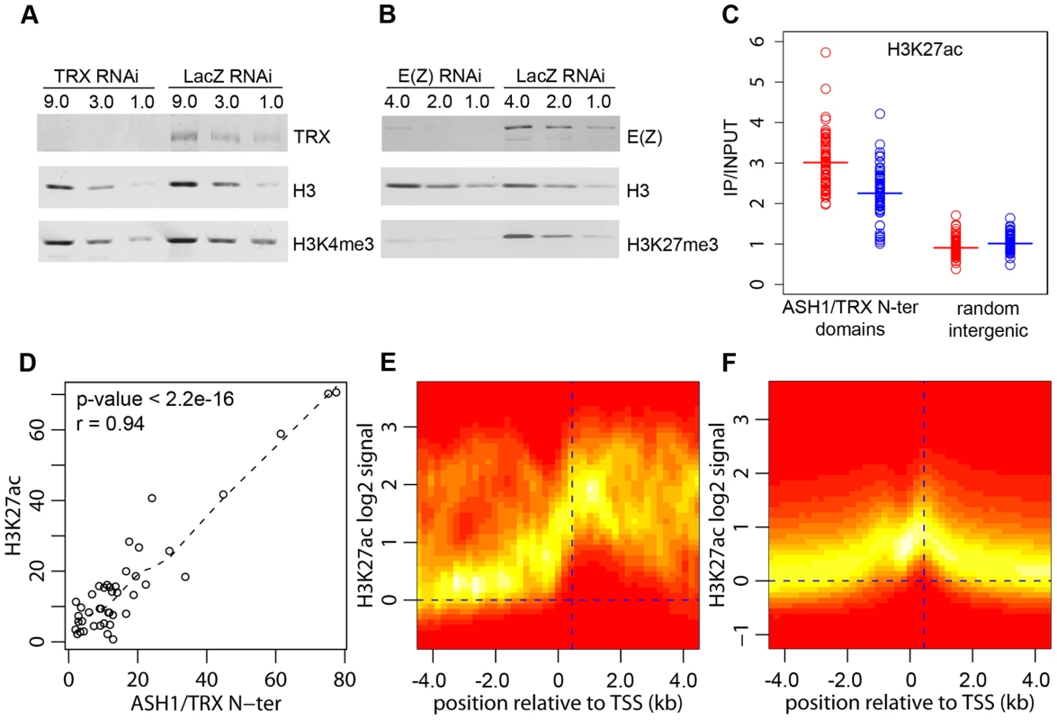 H3K27ac and ASH1/TRX N-ter domains.