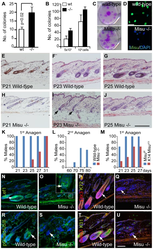 Lack of Misu affects self-renewal of epidermal stem cells.