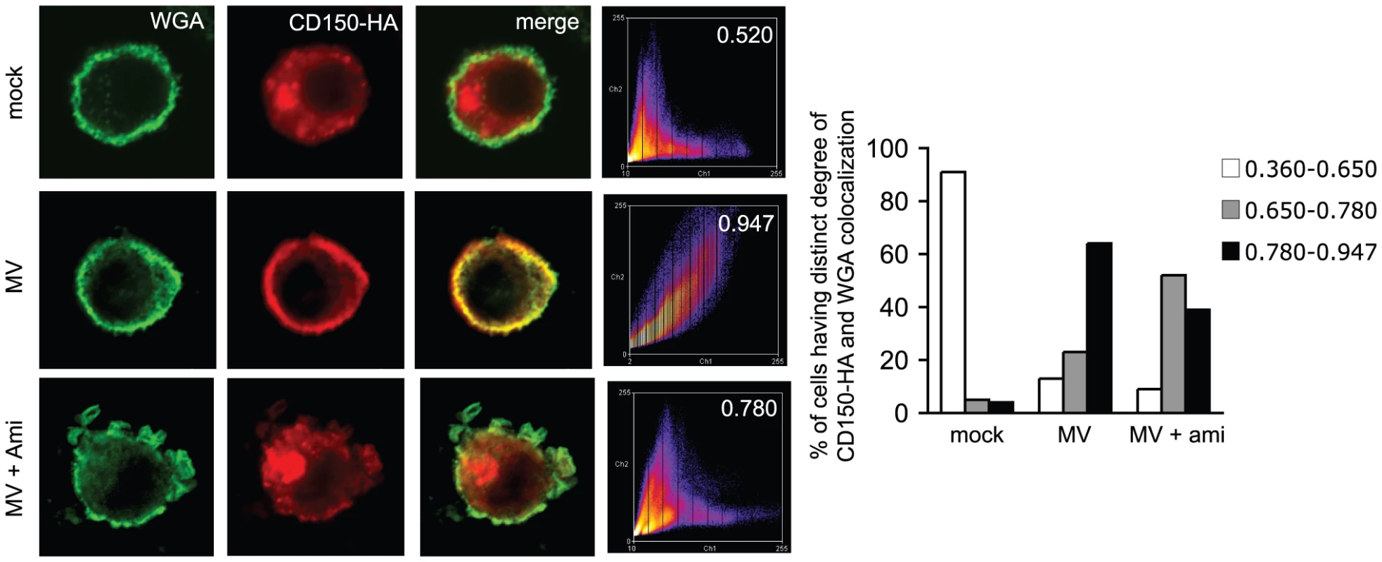 MV causes CD150 surface display in an amitriptyline sensitive manner.