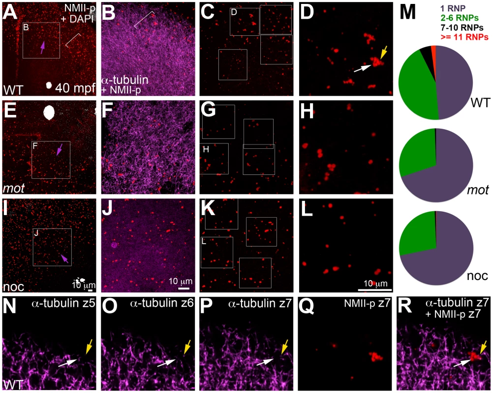 <i>motley/birc5b</i> mutants fail to effectively multimerize GP RNPs.