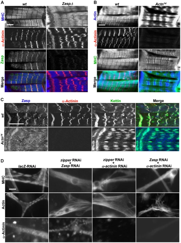 Zipper/Zasp/α-actinin acts as a tension sensor to regulate sarcomere assembly.