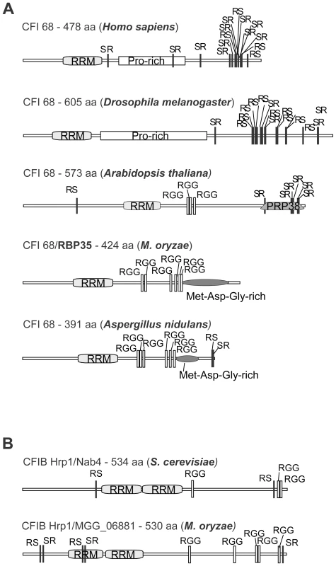 <i>M. oryzae</i> contains both yeast and metazoan CFI protein subunits.