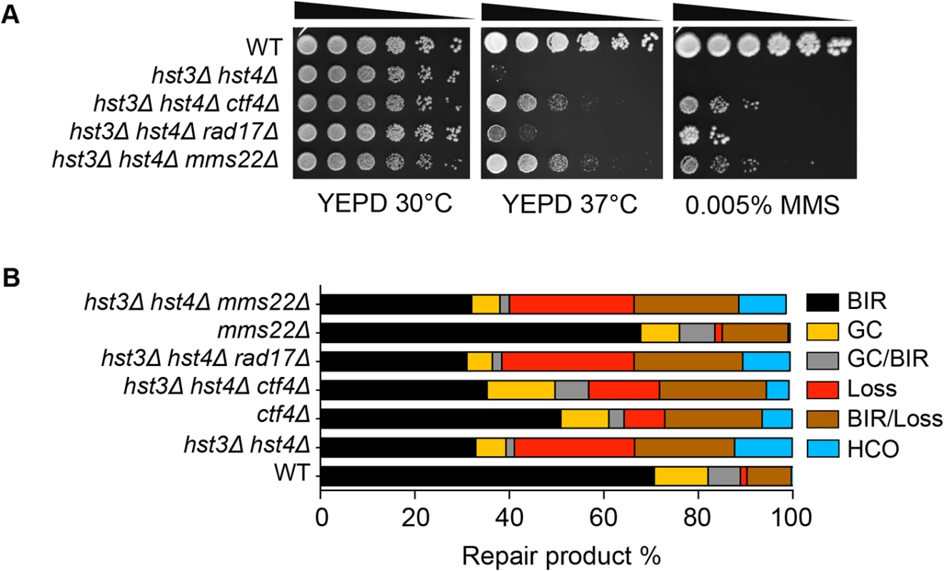 Deletion of genes improving thermo- and MMS resistance of <i>hst3</i>Δ <i>hst4</i>Δ cells does not rescue BIR defects.