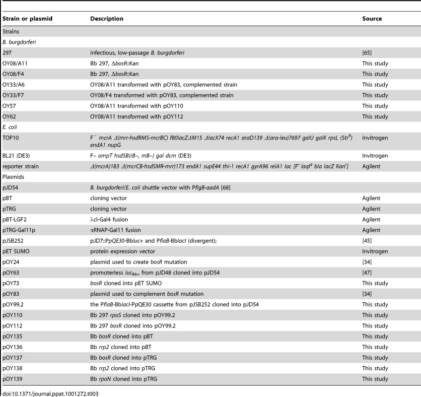 Strains and plasmids used in this study.
