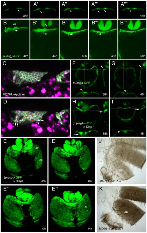 Inhibition of cell death does not prevent delamination of histoblasts.